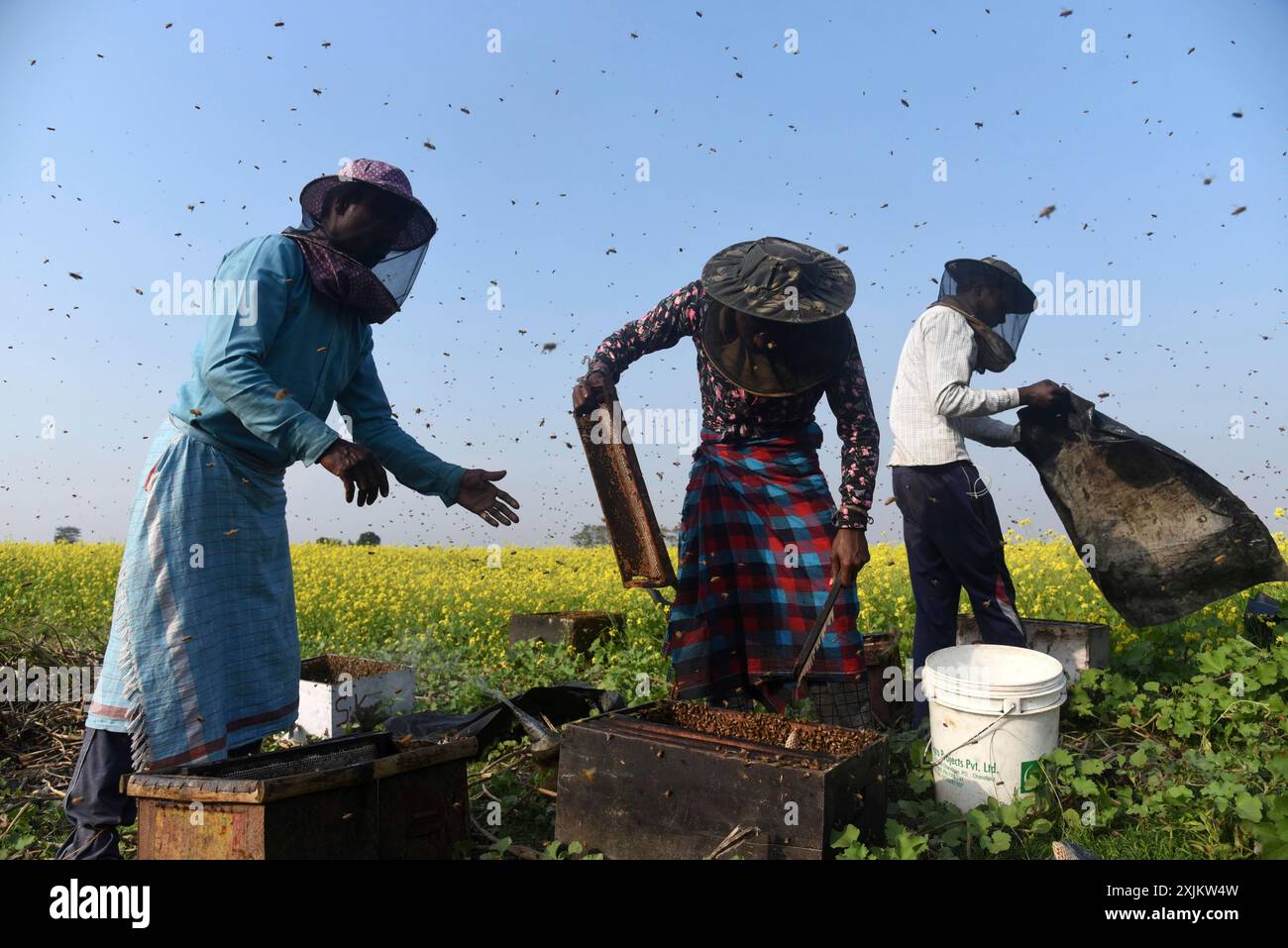 Des apiculteurs travaillant dans une ferme apicole près d’un champ de moutarde dans un village du district de Barpeta, dans l’Assam, en Inde, le mercredi 22 décembre 2021. Le Banque D'Images
