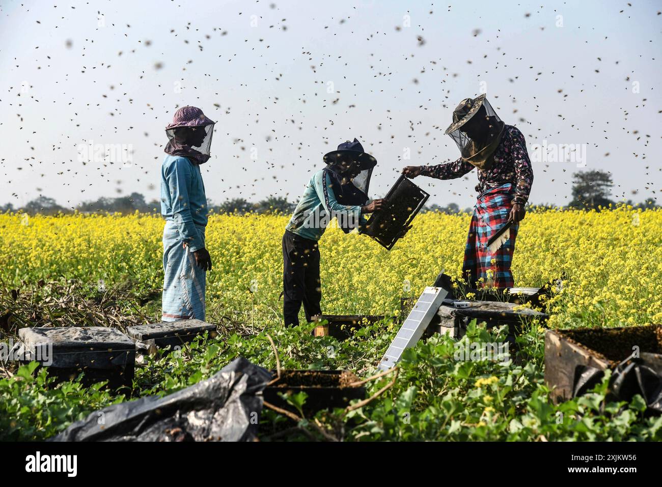 Des apiculteurs travaillant dans une ferme apicole près d’un champ de moutarde dans un village du district de Barpeta, dans l’Assam, en Inde, le mercredi 22 décembre 2021. Le Banque D'Images
