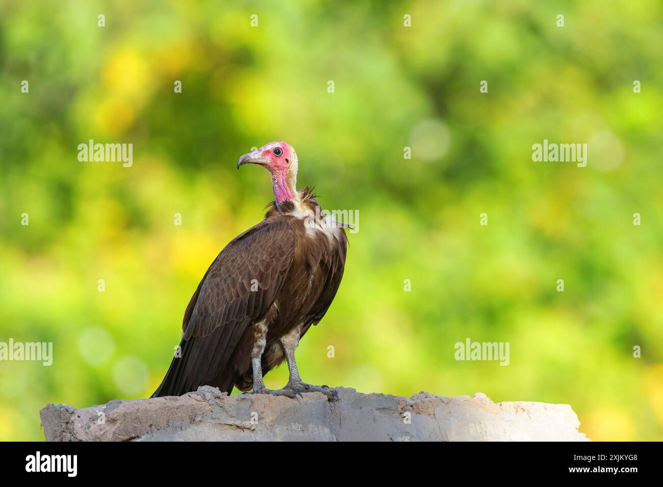 Hooded Vulture, CNecrosysrtes monachus), famille de goshawks, Brufut Woods, Brufut, South Bank, Gambie Banque D'Images