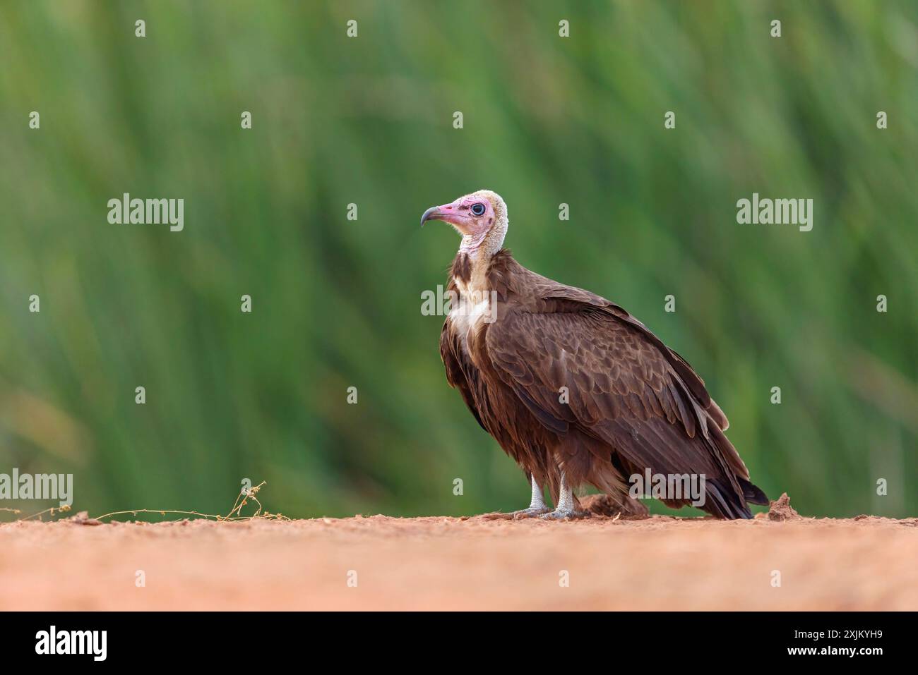 Vulture à capuche, CNecrosysrtes monachus), famille goshawk, région de Kotu, Kotu, South Bank, Gambie Banque D'Images