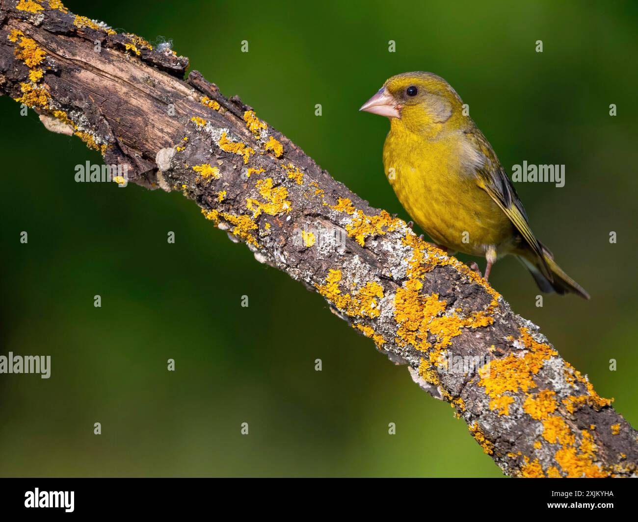 Greenfinch, Greenfinch, European Greenfinch, Western Greenfinch, Carduelis chloris, (Chloris chloris), Hockenheim, Bade-Wuertemberg, Allemagne Banque D'Images