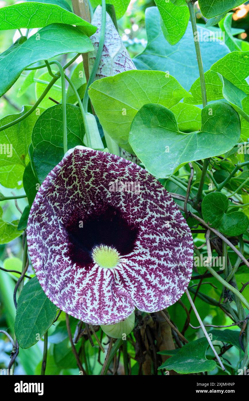 Fleur de calico ou élégante pipe de Hollandais (Aristolochia littoralis = Aristolochia elegans), Aristolochiaceae. arbuste de vigne à feuilles caduques, plante ornementale, b Banque D'Images