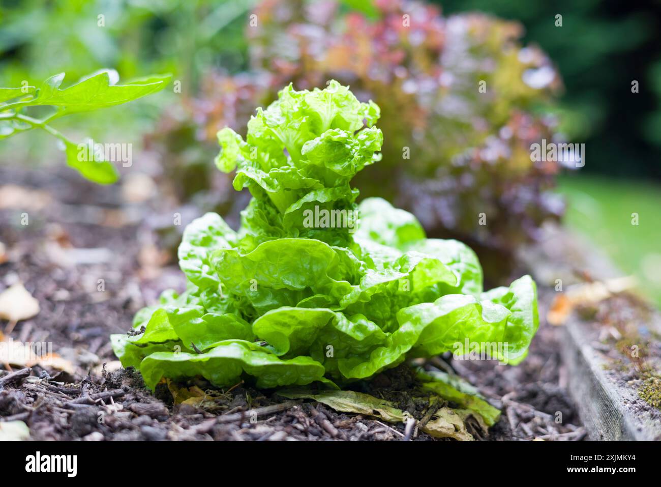 Boulonnage de laitue. Plante de laitue boulonnée poussant dans un lit de légumes surélevé dans un jardin britannique en été Banque D'Images