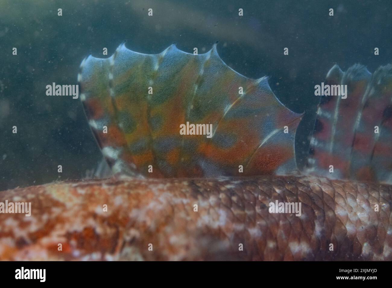 goby à bouche rouge en irlande Banque D'Images