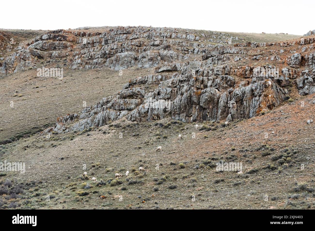 En conduisant le long, nous avons remarqué un troupeau de moutons de montagne debout sur divers rochers pâturant. Banque D'Images