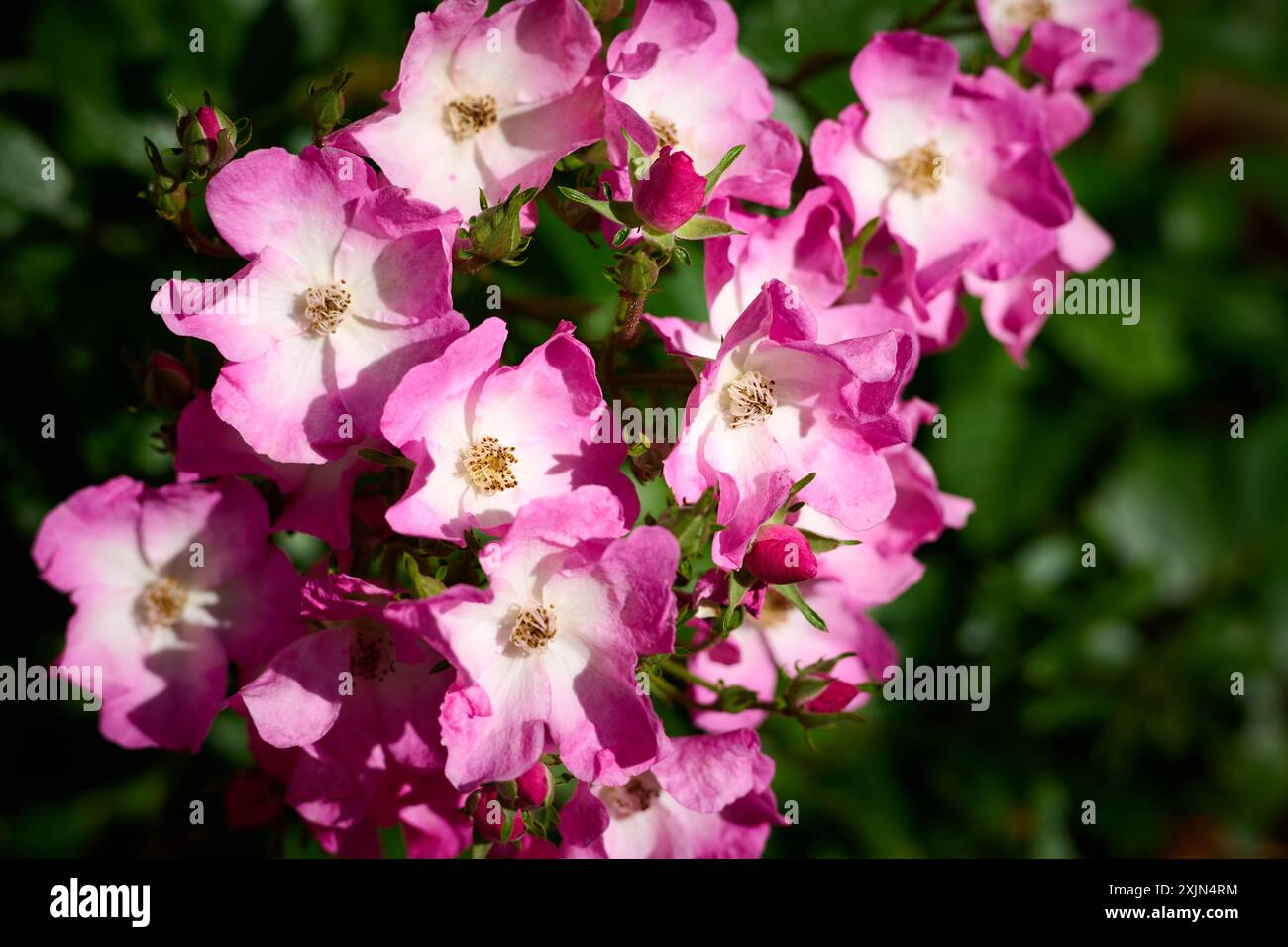 Fleurs roses et blanches Banque D'Images