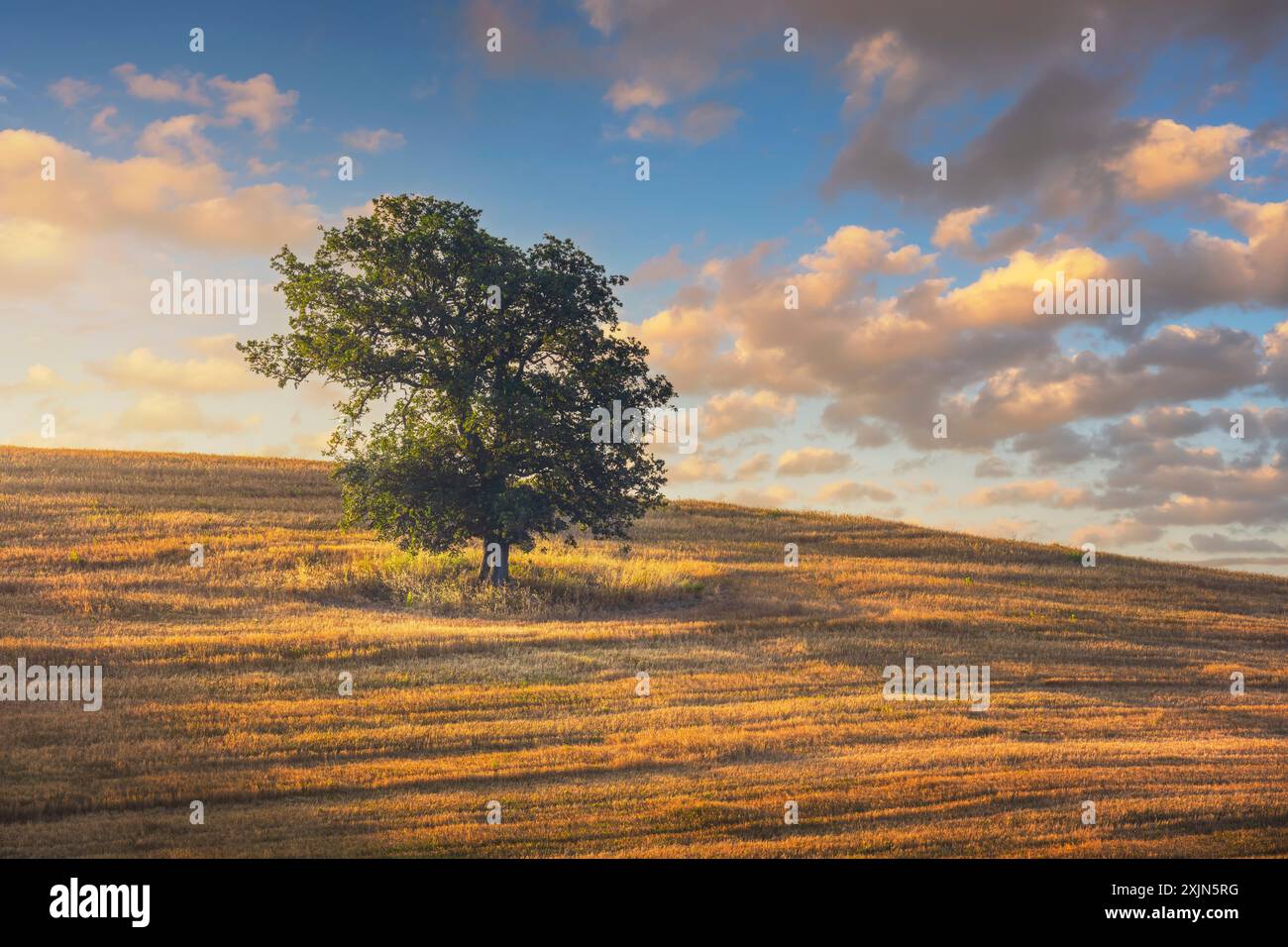 Arbre solitaire et champ vert au coucher du soleil. Volterra, région Toscane, Italie. Banque D'Images