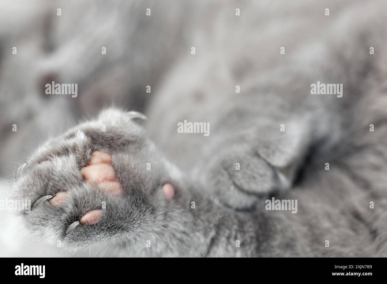 Chat gris endormi défocalisé. Un Sleeping British Fold se trouve sur le sol et repose avec sa patte au centre. Banque D'Images