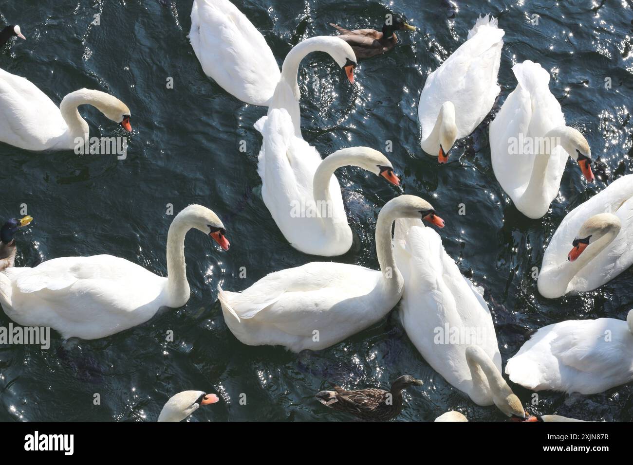 Une image dynamique d'un groupe de cygnes et de canards dans une frénésie alimentaire, nourri de pain sur les eaux calmes du lac de Zurich. Parfait pour la nature, la faune, un Banque D'Images