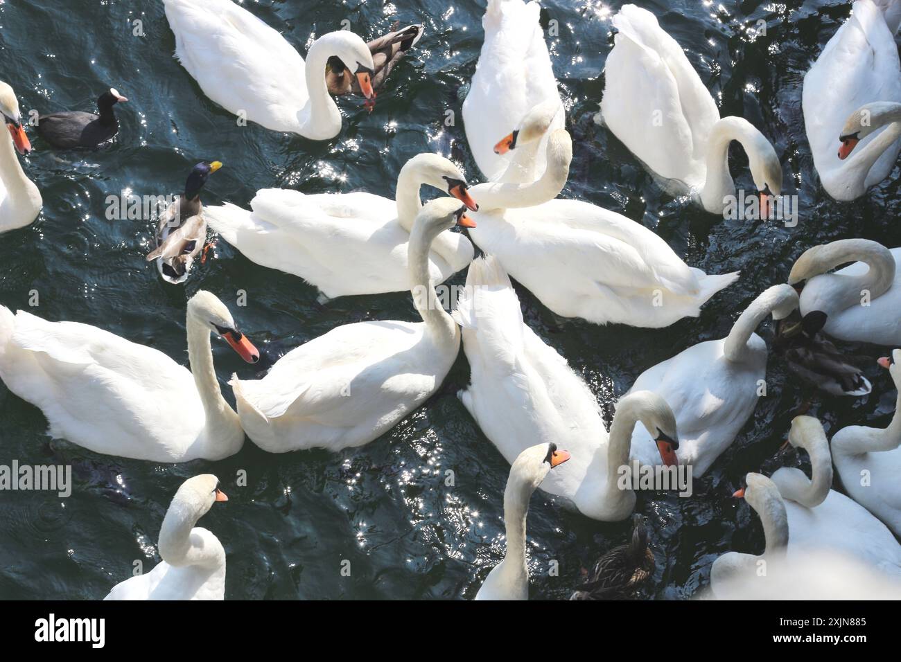 Une image dynamique d'un groupe de cygnes et de canards dans une frénésie alimentaire, nourri de pain sur les eaux calmes du lac de Zurich. Parfait pour la nature, la faune, un Banque D'Images