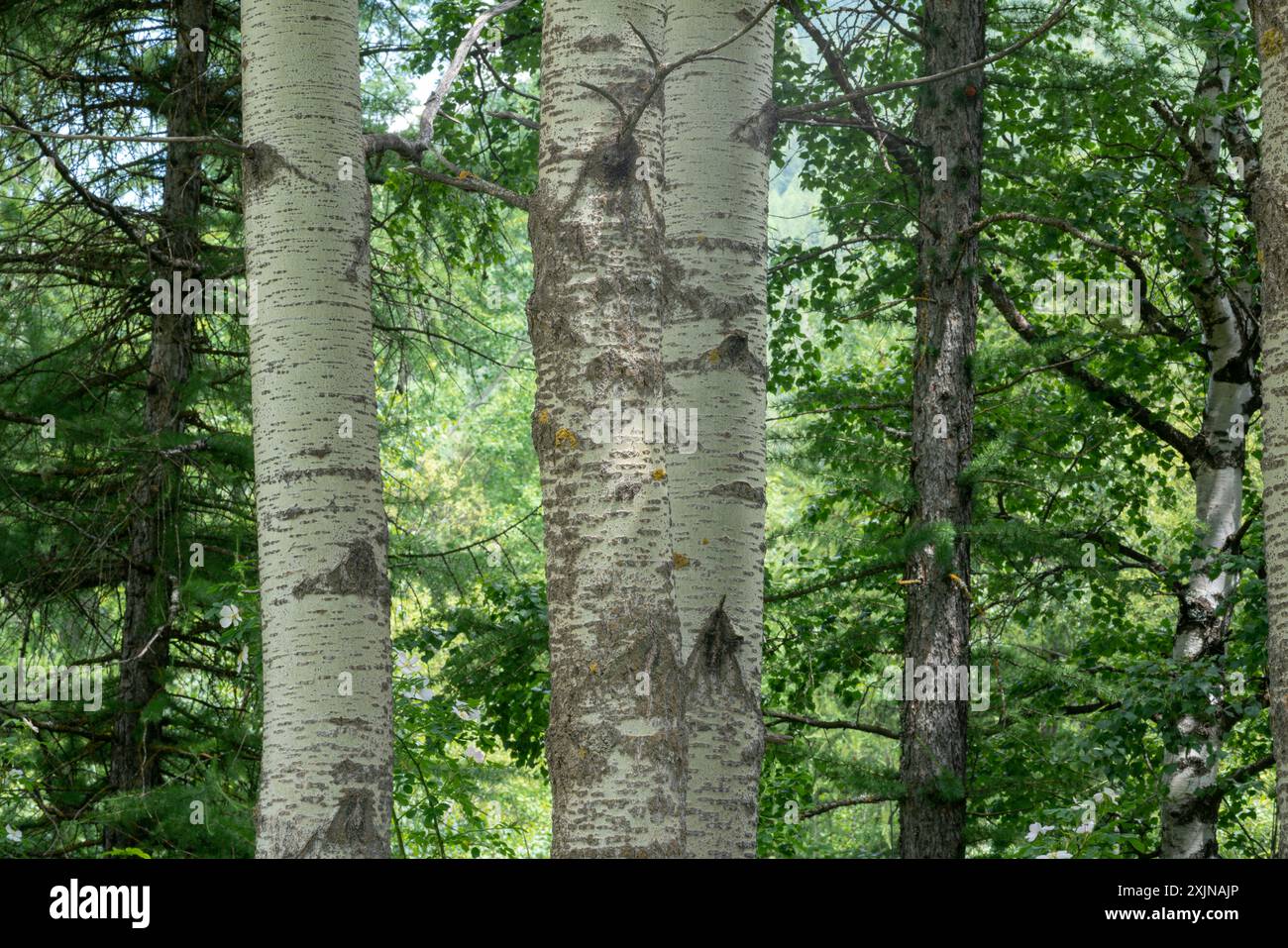 plante d'écorce, le peuplier est coloré en blanc en de nombreux points de son écorce, dans la forêt vous pouvez facilement distinguer d'autres plantes. Banque D'Images
