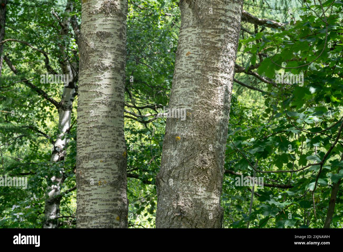 plante d'écorce, le peuplier est coloré en blanc en de nombreux points de son écorce, dans la forêt vous pouvez facilement distinguer d'autres plantes. Banque D'Images
