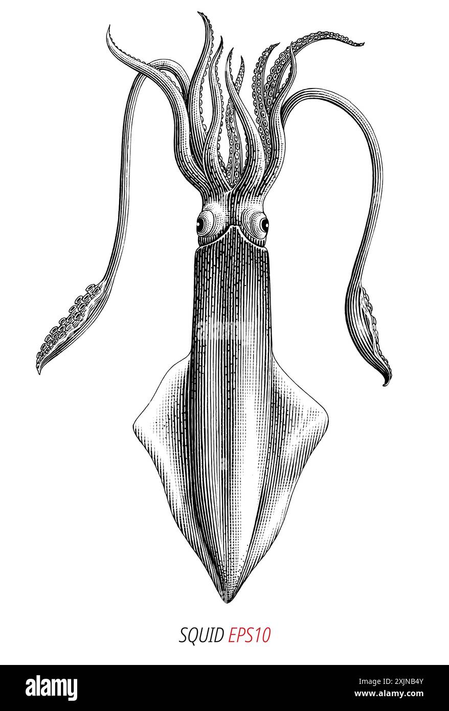 Gravure ancienne illustration de Squid clip art noir et blanc isolé sur fond blanc Illustration de Vecteur