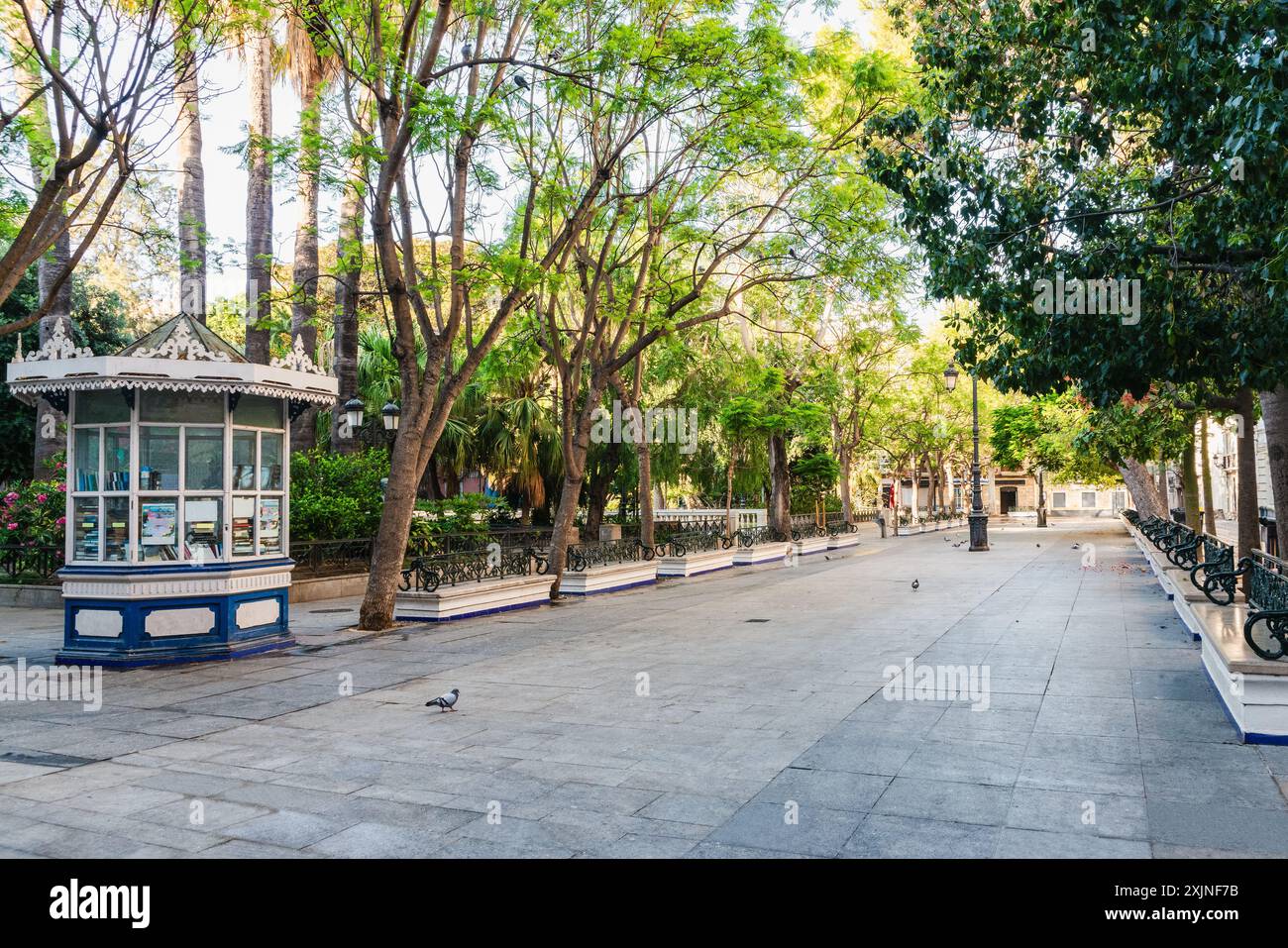 Plaza de Mina place avec des arbres colossaux dans la ville de Cadix Banque D'Images