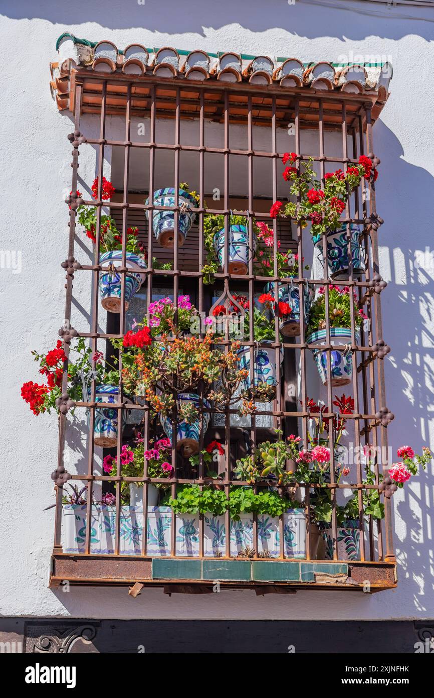 Fleurs en pot sur une fenêtre couvrant râpé, l'Albaicin, l'Albayzín, Grenade, Espagne Banque D'Images