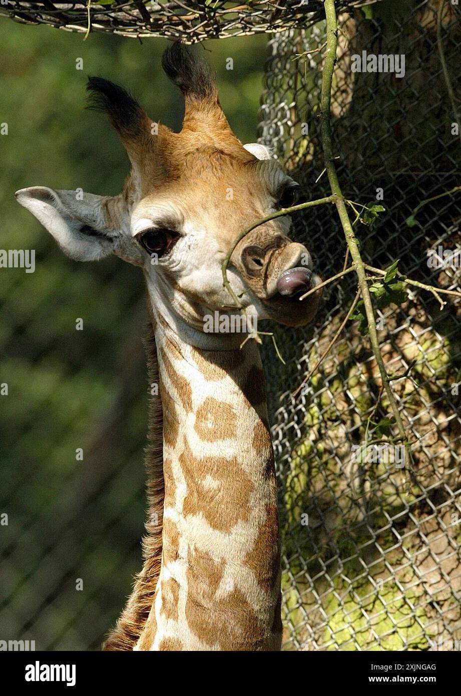 Rothschild Giraffen Jungtier, aufgenommen dans Hagenbeck s Tierpark à Hambourg AM 14. Août 2004. *** Chaton girafe Rothschild, prise au Tierpark de Hagenbeck à Hambourg le 14 août 2004 Banque D'Images