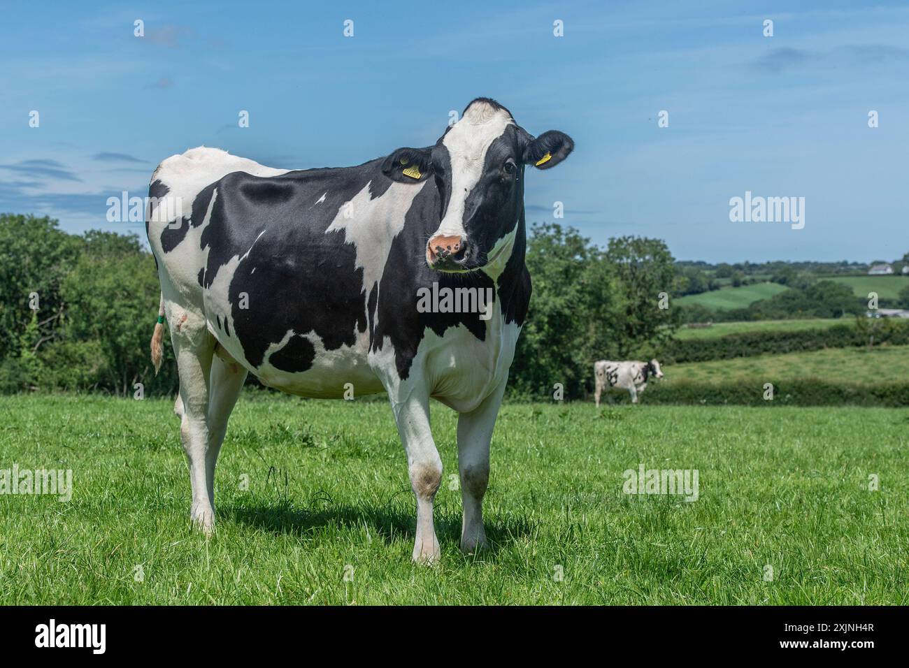 Vache laitière Holstein, debout dans un champ Banque D'Images