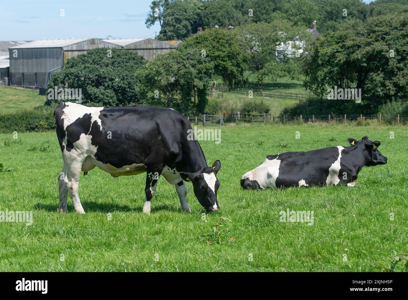 Vaches Holstein qui paissent dans un champ Banque D'Images