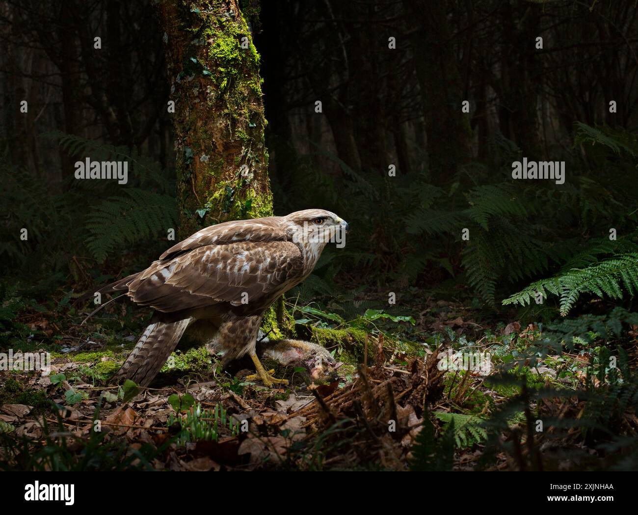 Buzzard buteo buteo sur sa proie Banque D'Images