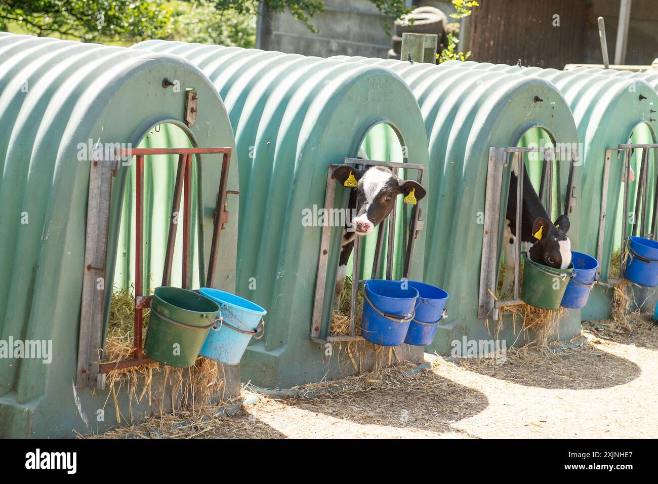 cabanes à veaux sur une ferme laitière Banque D'Images