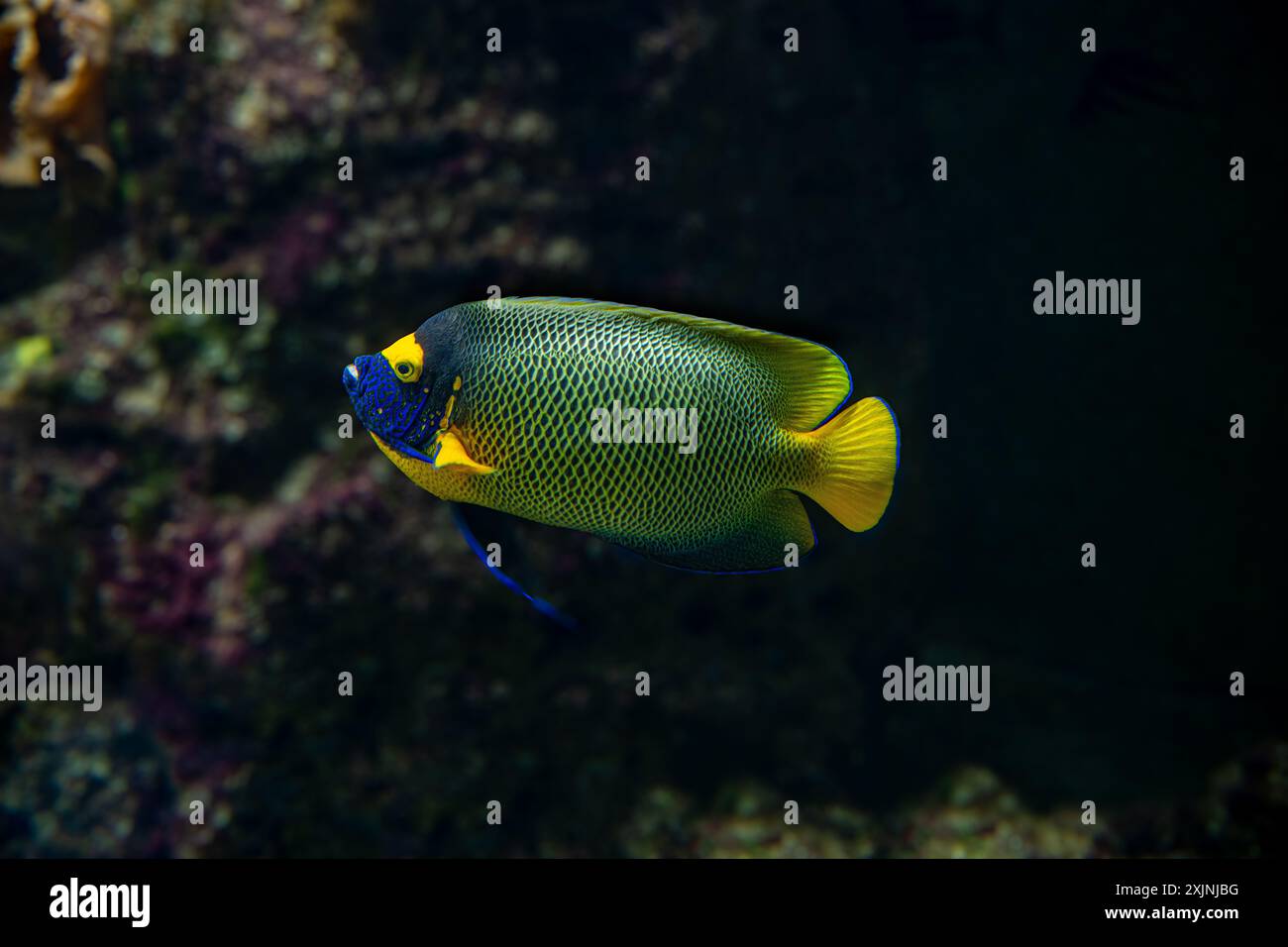 Angelfish Pomacanthus xanthometopon bleu face à une barrière de corail. Banque D'Images