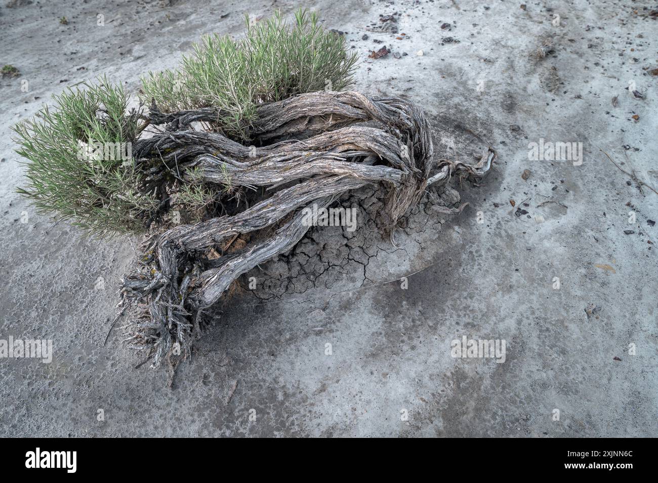 Vieille araignée rustique (Artemisia cana) poussant dans la Clay Valley près de Claybank, Saskatchewan, Canada Banque D'Images