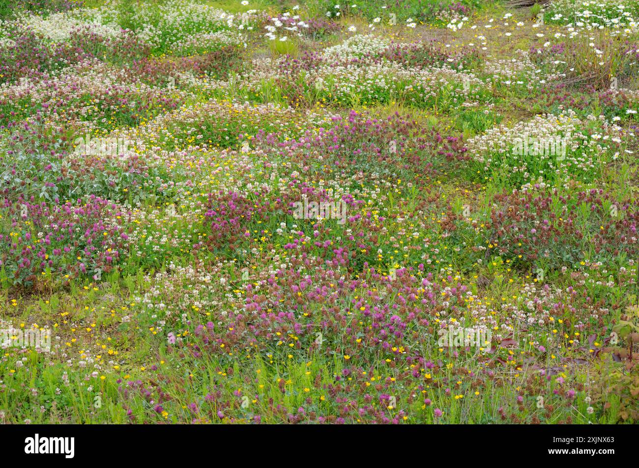 Gros plan d'un champ de fleurs sauvages colorées dans une prairie norvégienne. Banque D'Images
