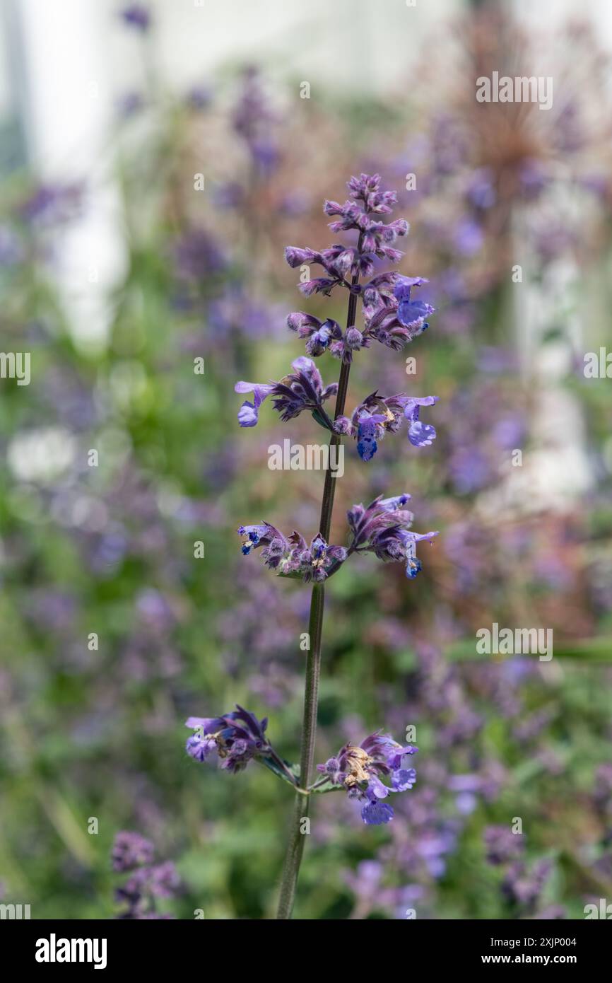 Gros plan des fleurs de menthe de chat (nepeta nepetella) en fleurs Banque D'Images