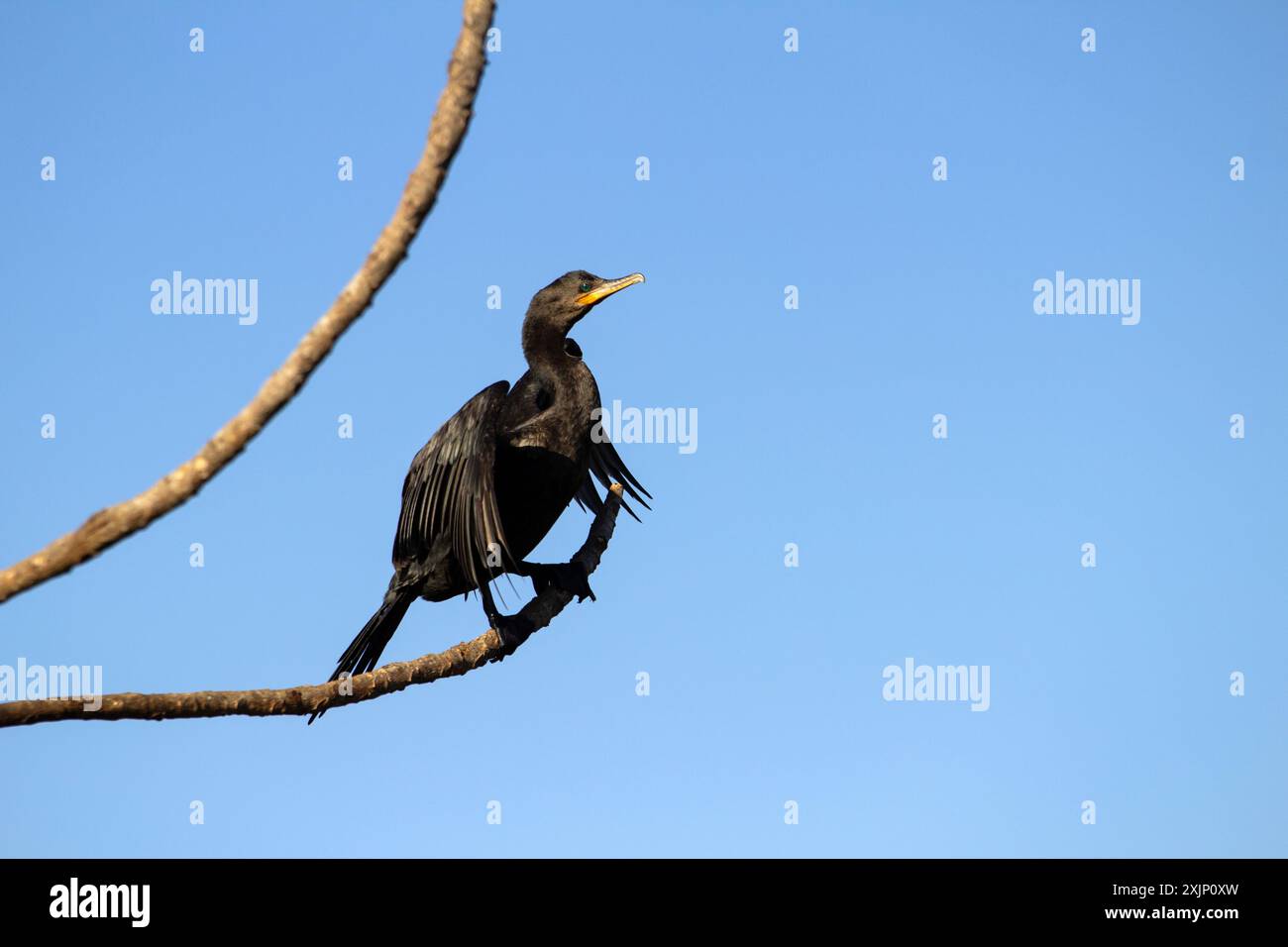 Goiania, Goias, Brésil – 19 juillet 2024 : un cormoran - Phalacrocorax brasilianus - aux ailes ouvertes, perché sur une branche avec un ciel bleu en arrière-plan Banque D'Images