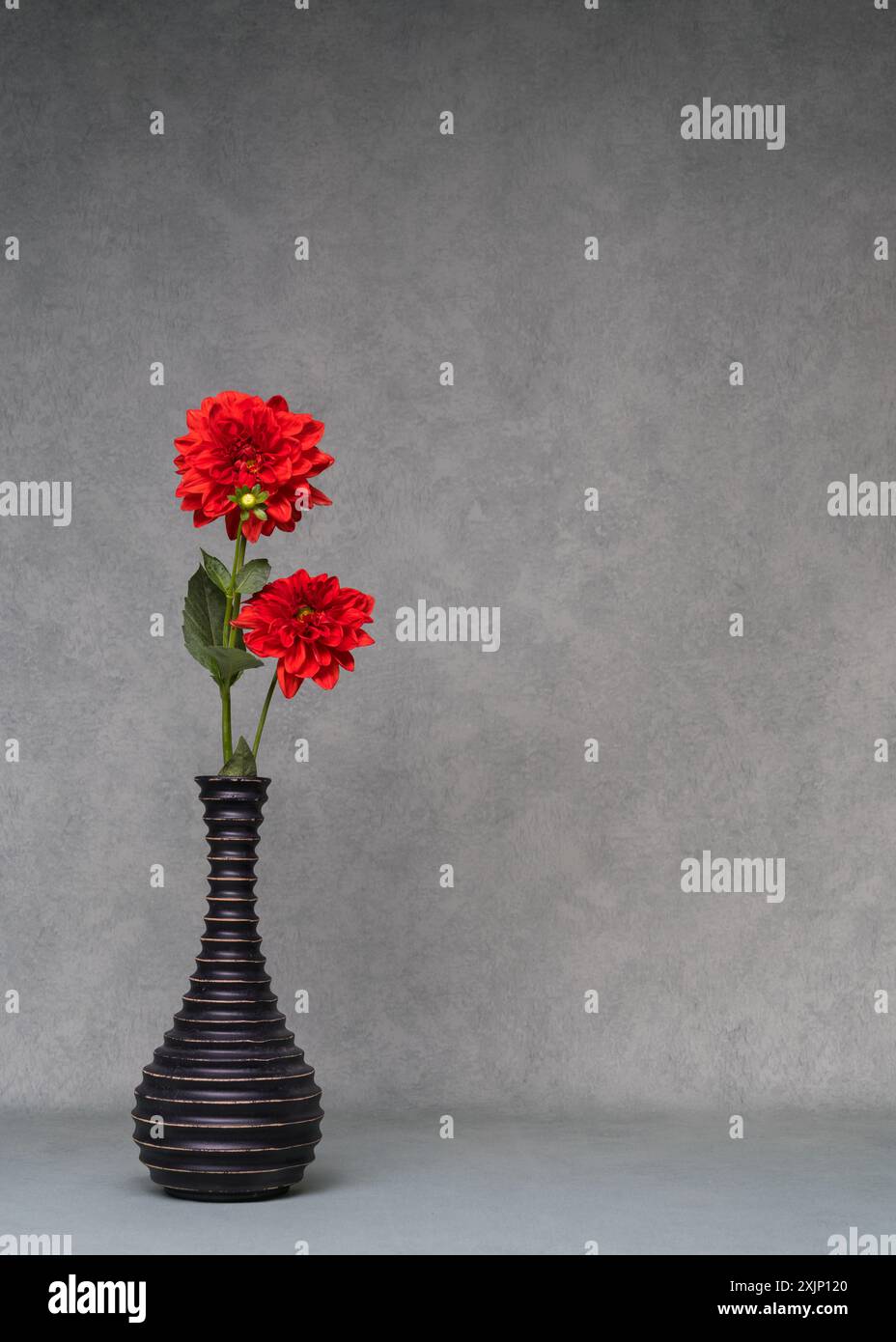 Deux dahlias rouges dans un vase foncé sur fond gris. Nature morte avec des fleurs rouges. Copier l'espace. Banque D'Images