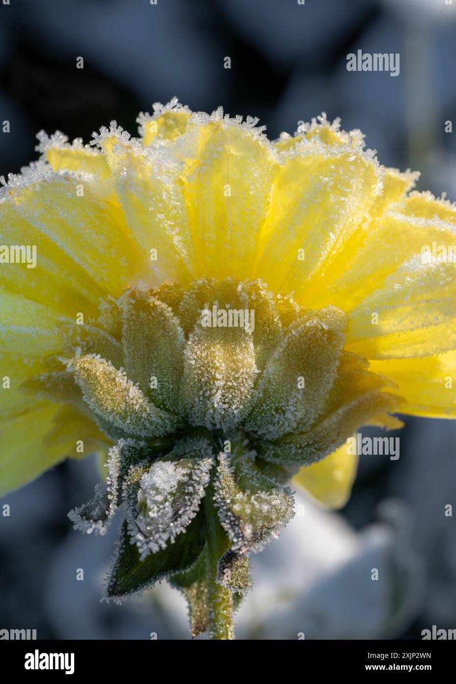 Premier gel. Fleur congelée. Belle mort. Contraste. Geogina dans le froid. Hiver. Froid. Énergie. Geler. Économie d'énergie. Banque D'Images