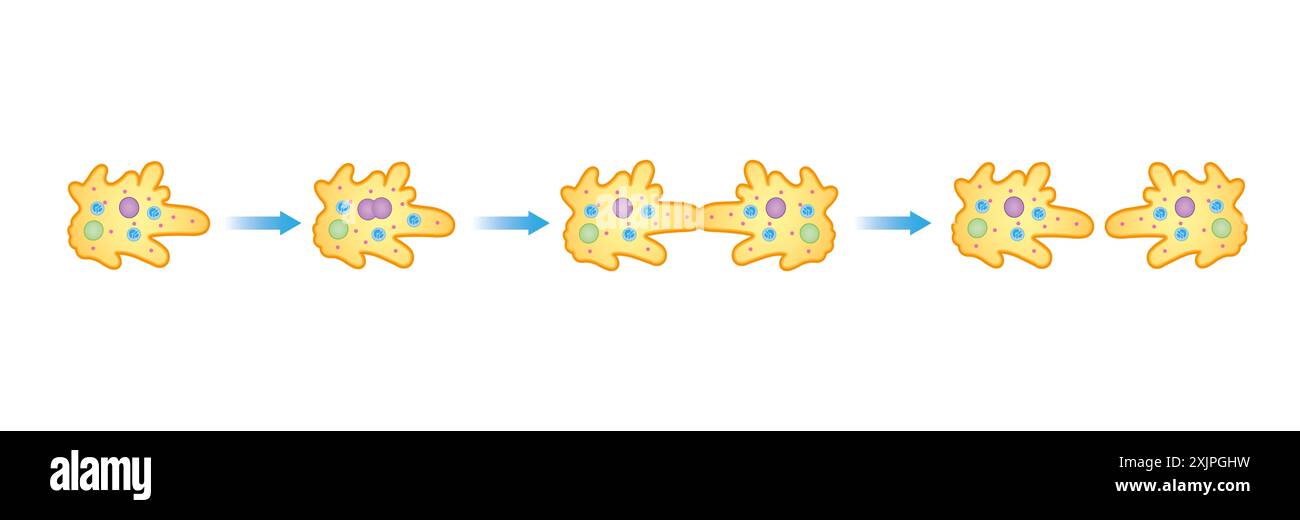 Fission binaire d'amibe, illustration. Banque D'Images
