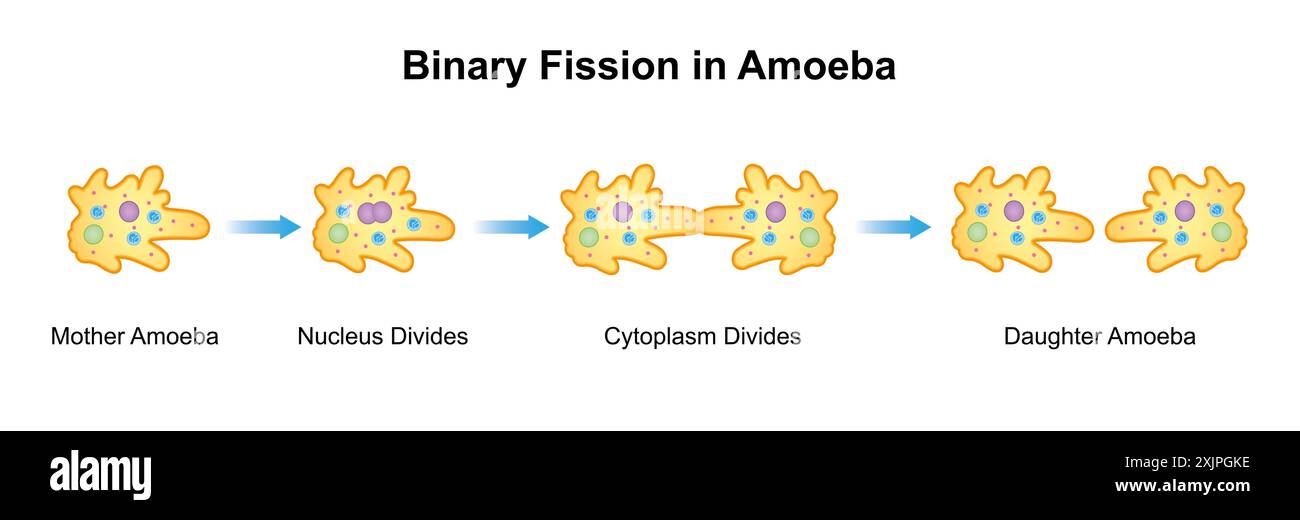 Fission binaire d'amibe, illustration. Banque D'Images