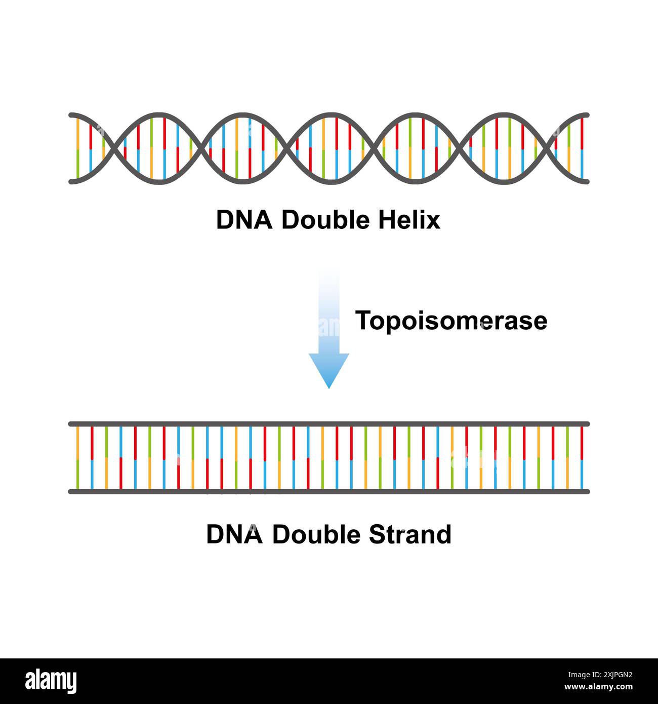 Fonction enzymatique de la topoisomérase, illustration. Banque D'Images