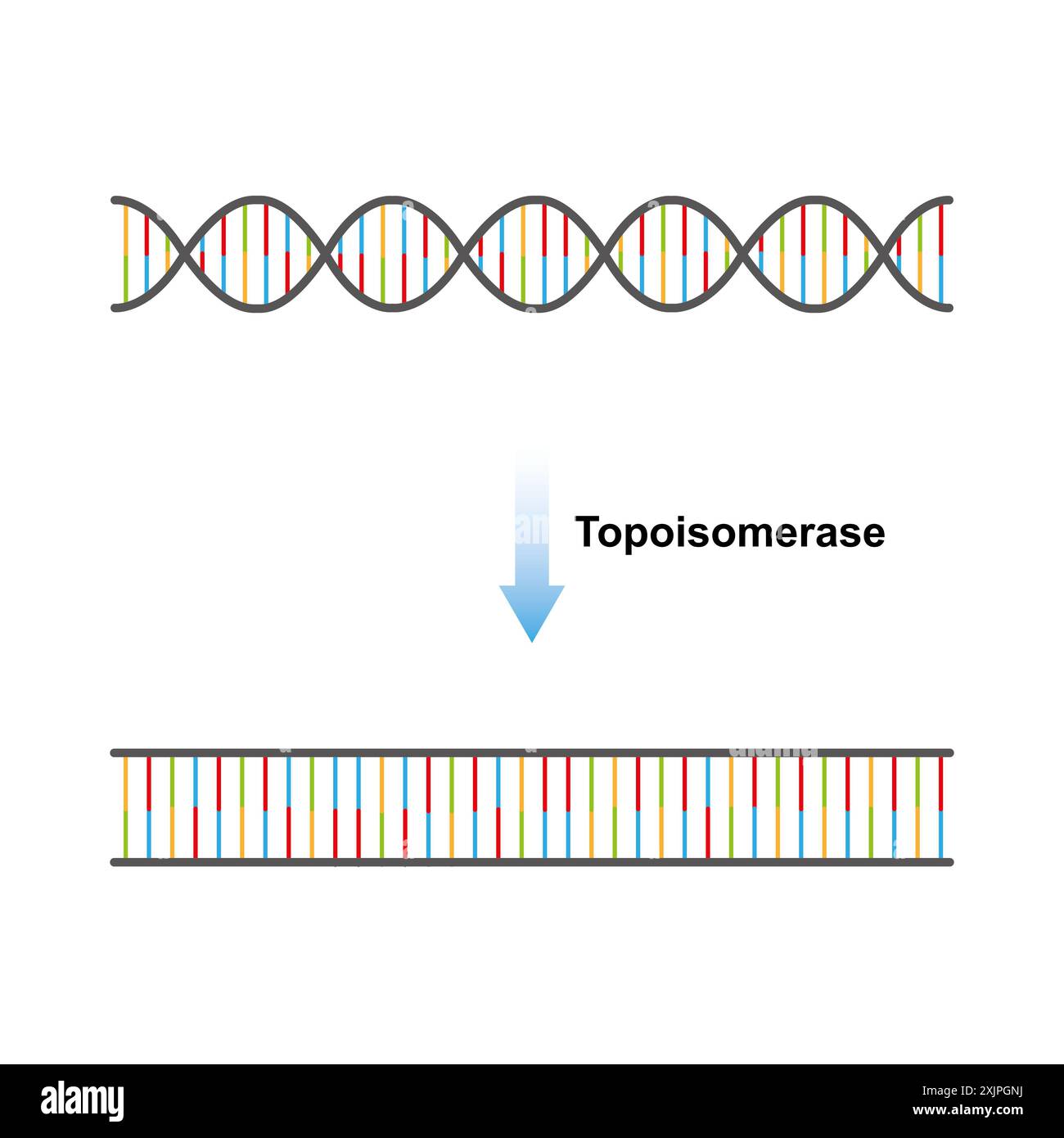 Fonction enzymatique de la topoisomérase, illustration. Banque D'Images