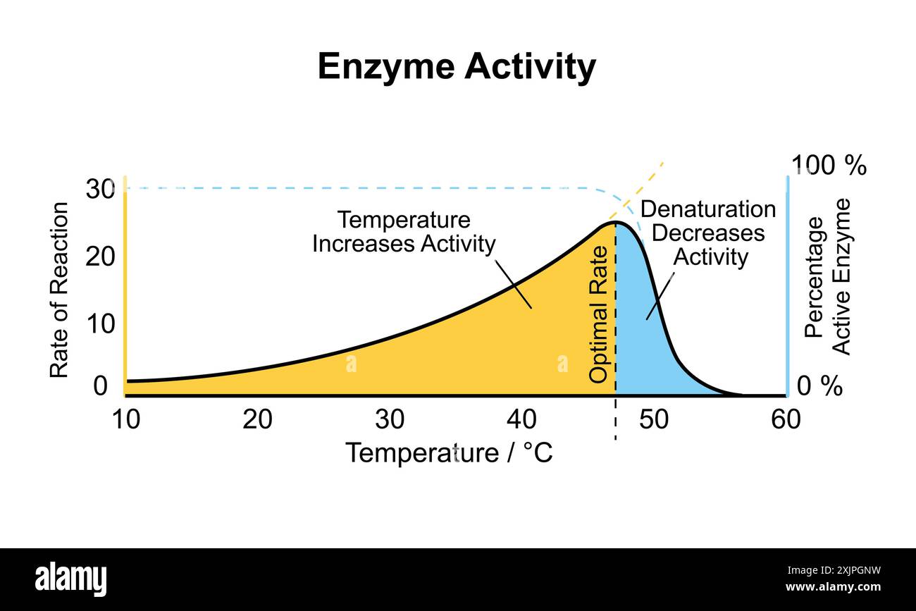 Activité enzymatique, illustration. Banque D'Images