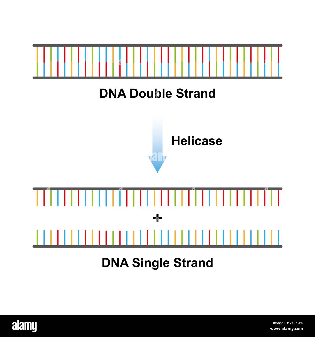 Fonction enzymatique de l'hélicase, illustration. Banque D'Images