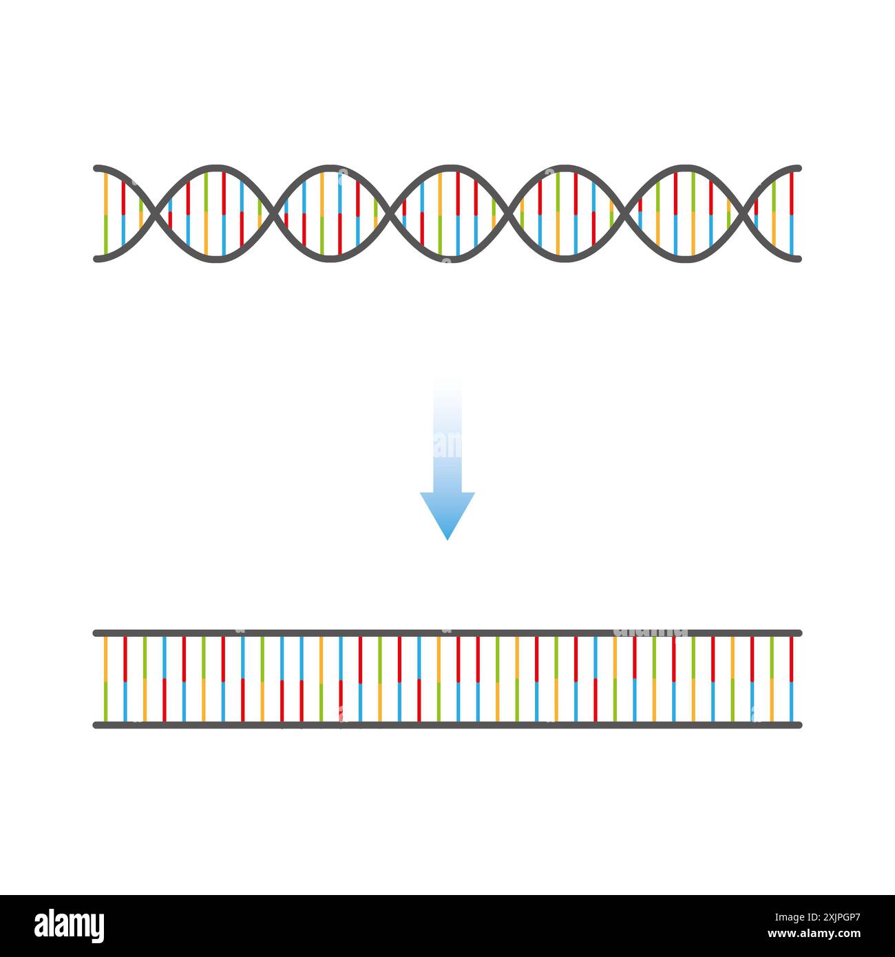 Fonction enzymatique de la topoisomérase, illustration. Banque D'Images