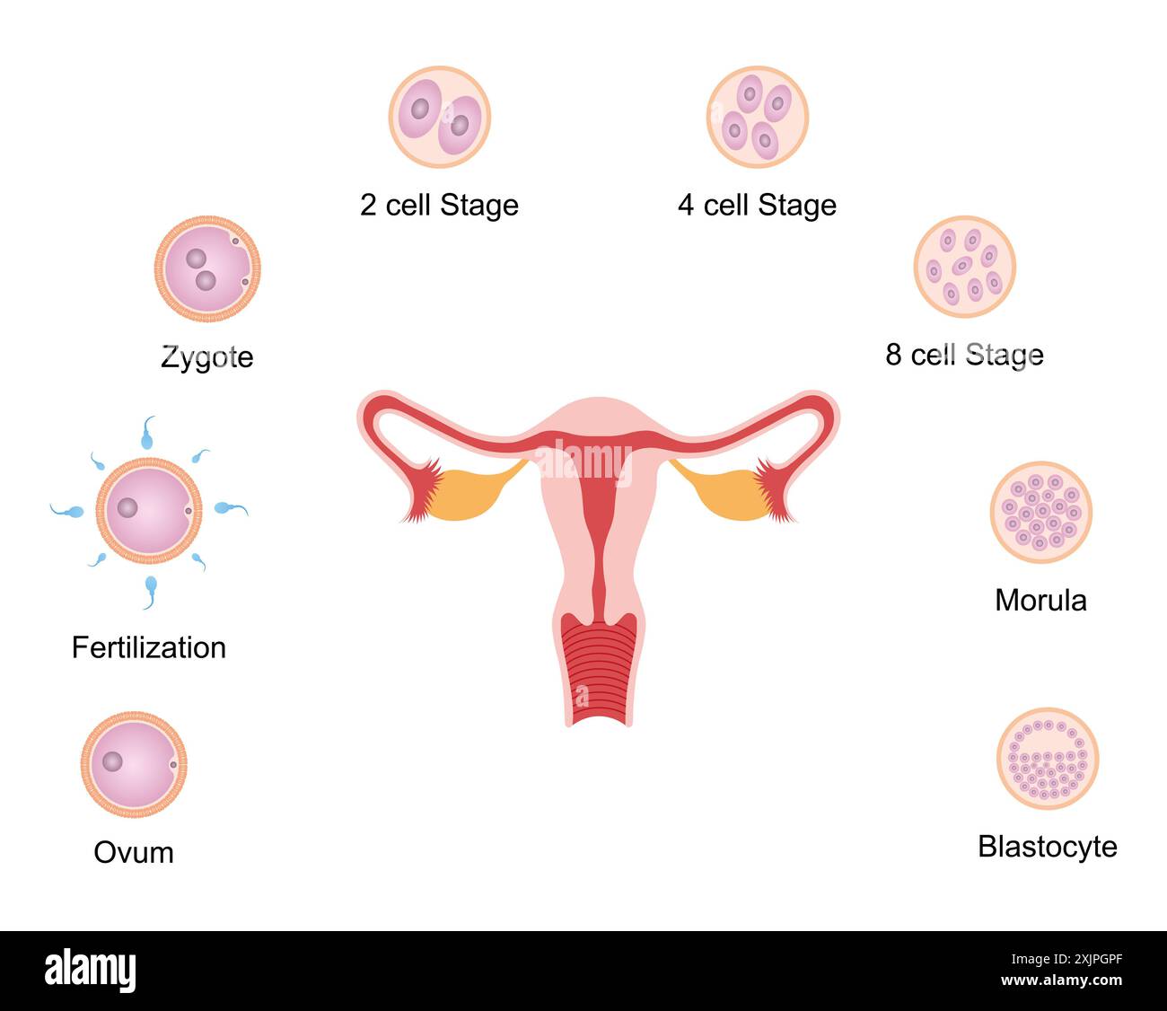 Développement embryonnaire, illustration. Banque D'Images