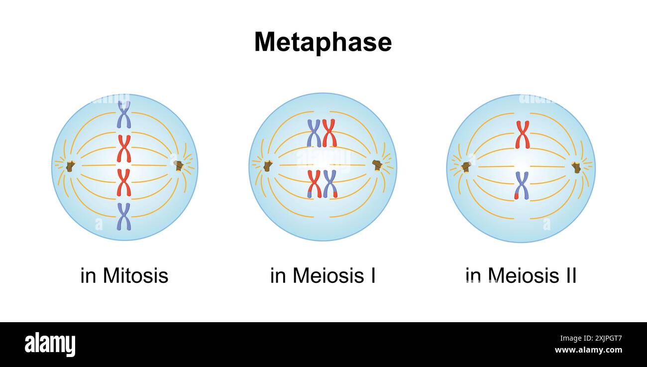 Métaphase, illustration. Banque D'Images