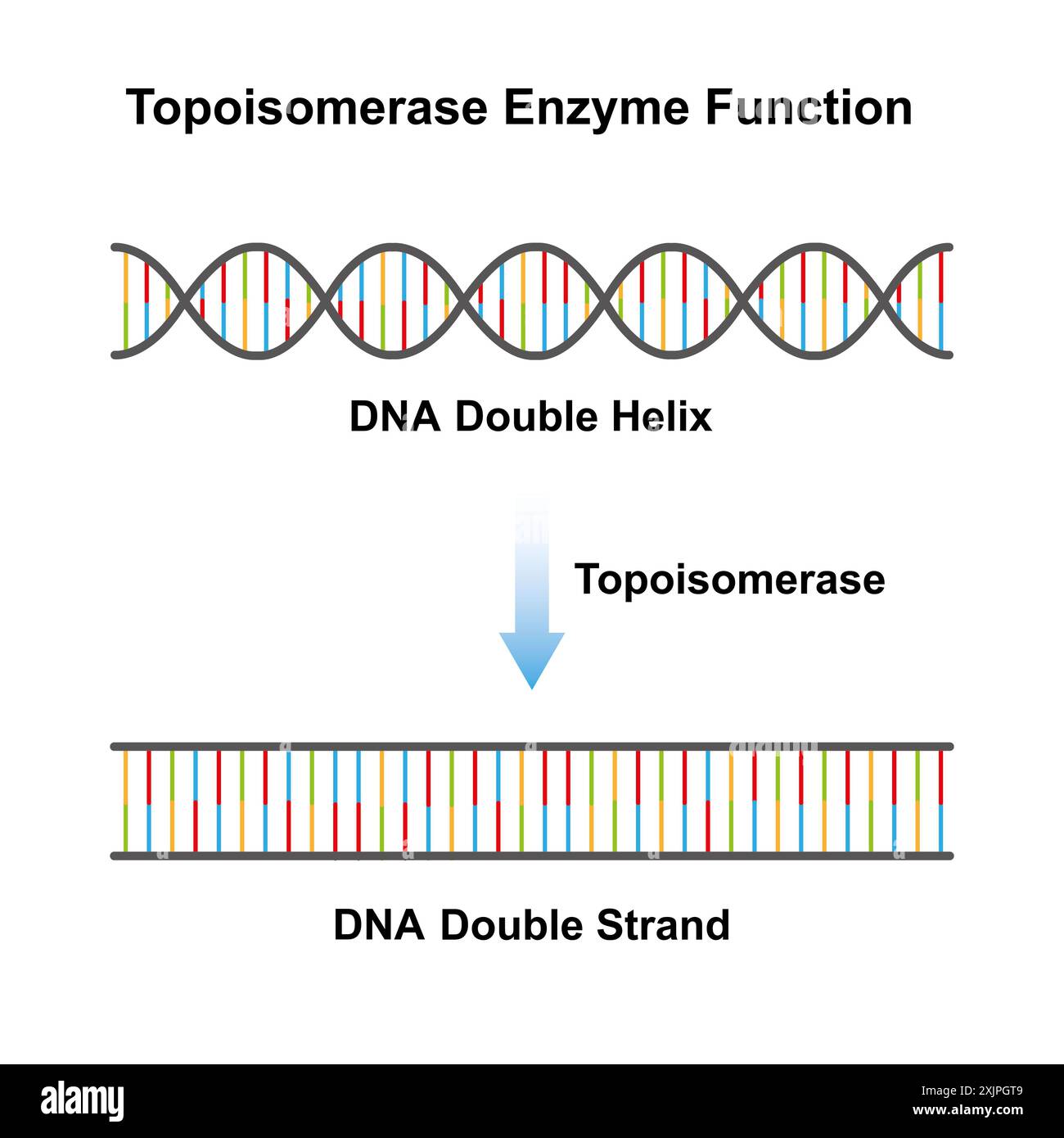Fonction enzymatique de la topoisomérase, illustration. Banque D'Images