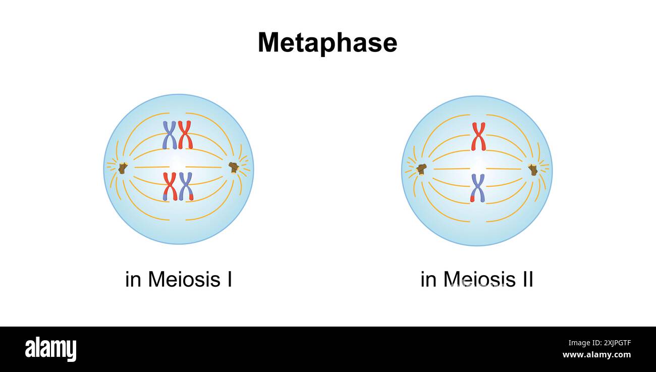 Métaphase, illustration. Banque D'Images