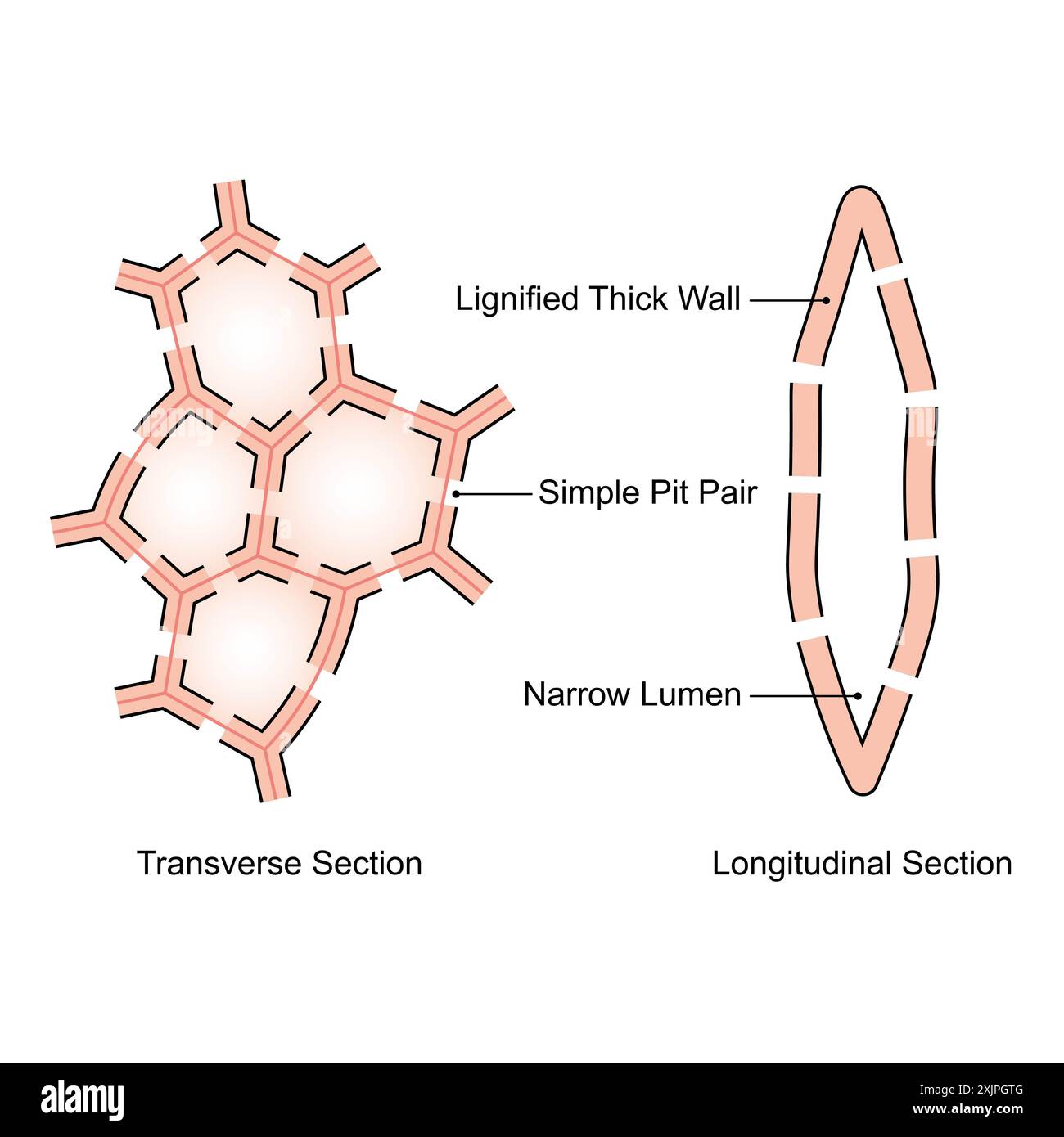 Structure de Sclerenchyma, illustration. Banque D'Images