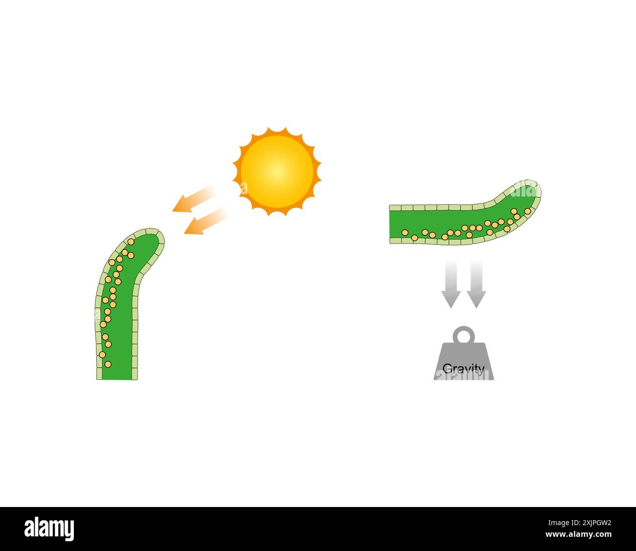 Croissance dans une pousse de plante, illustration. Banque D'Images