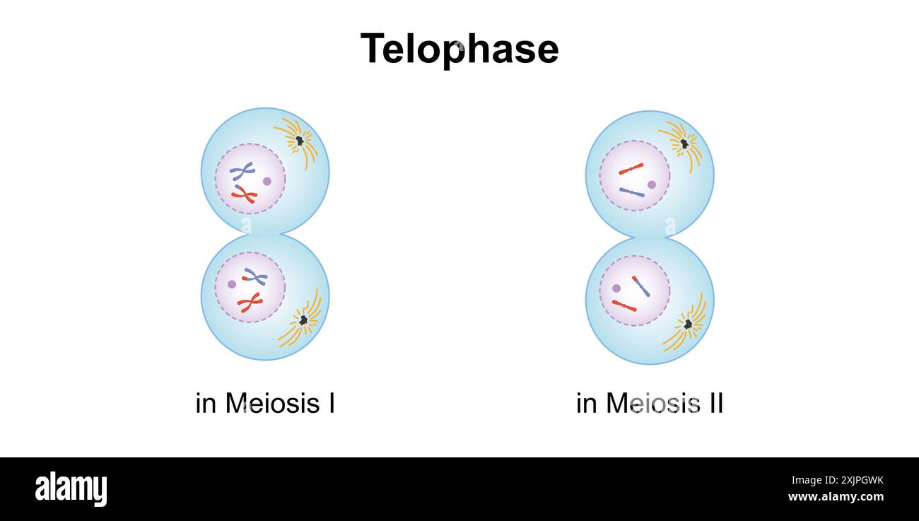Télophase, illustration. Banque D'Images