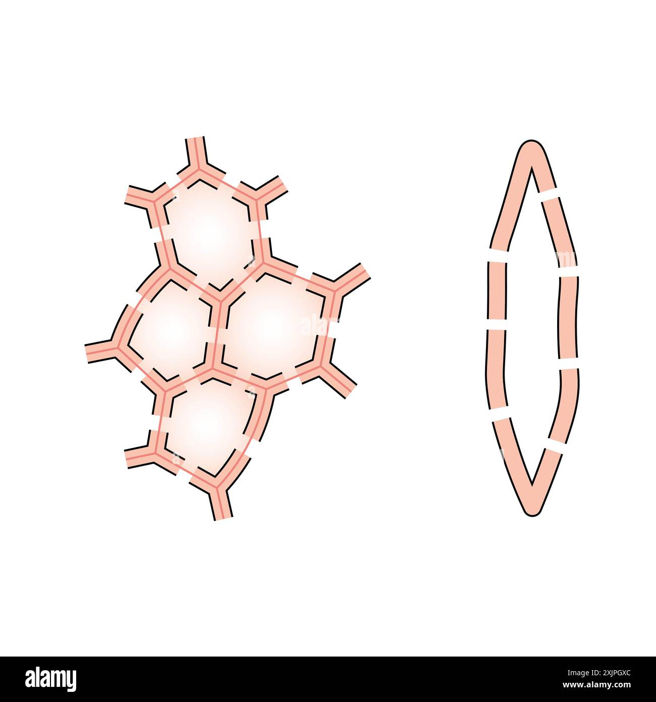 Structure de Sclerenchyma, illustration. Banque D'Images