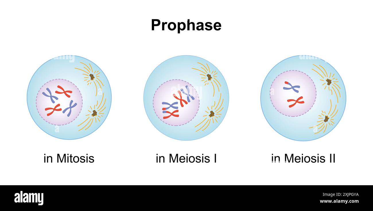 Prophase, illustration. Banque D'Images