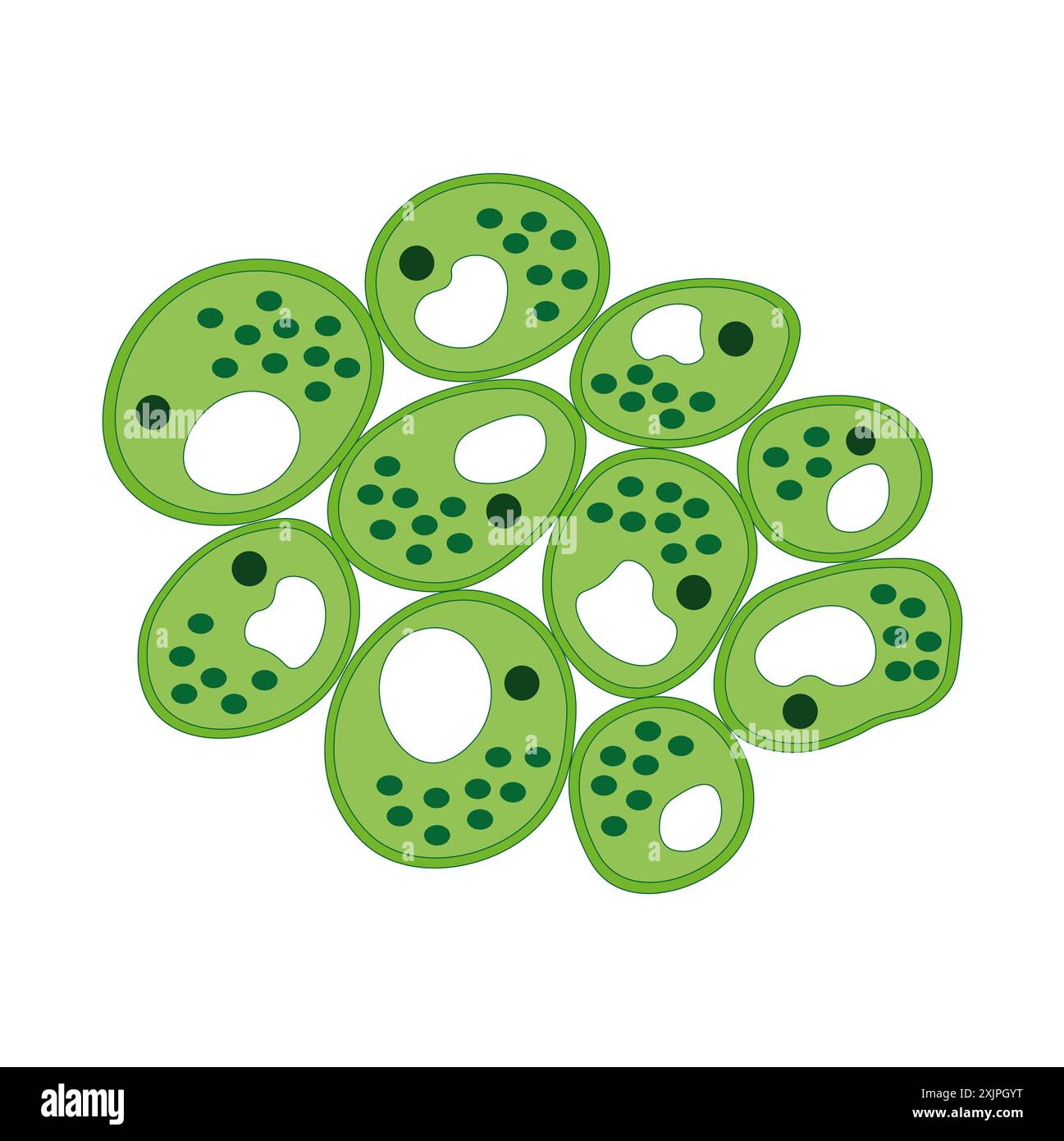 Structure du parenchyme, illustration. Banque D'Images