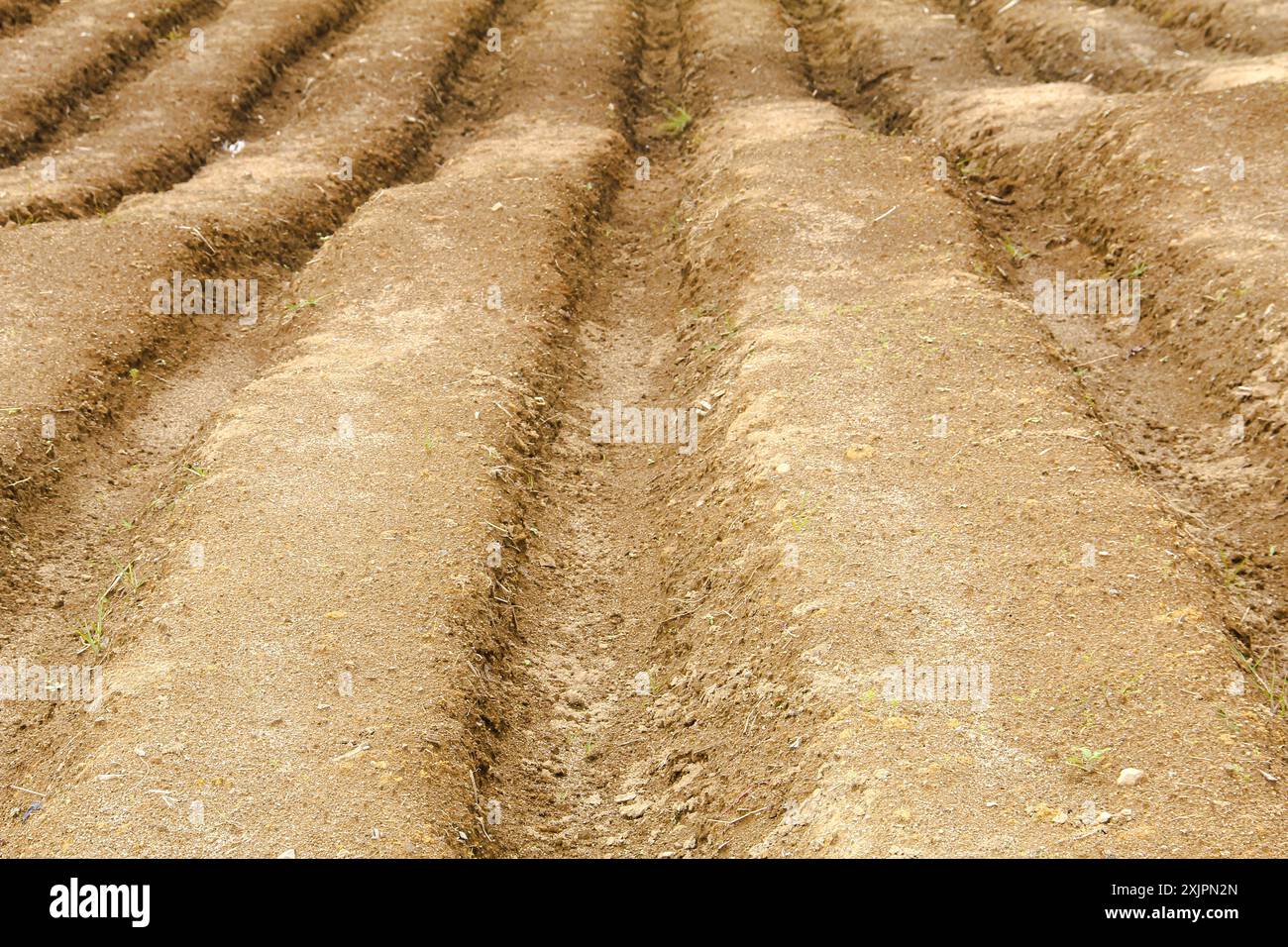 Panorama des collines et des terres agricoles à Seribu Dolok, Sumatra du Nord, Indonésie Banque D'Images