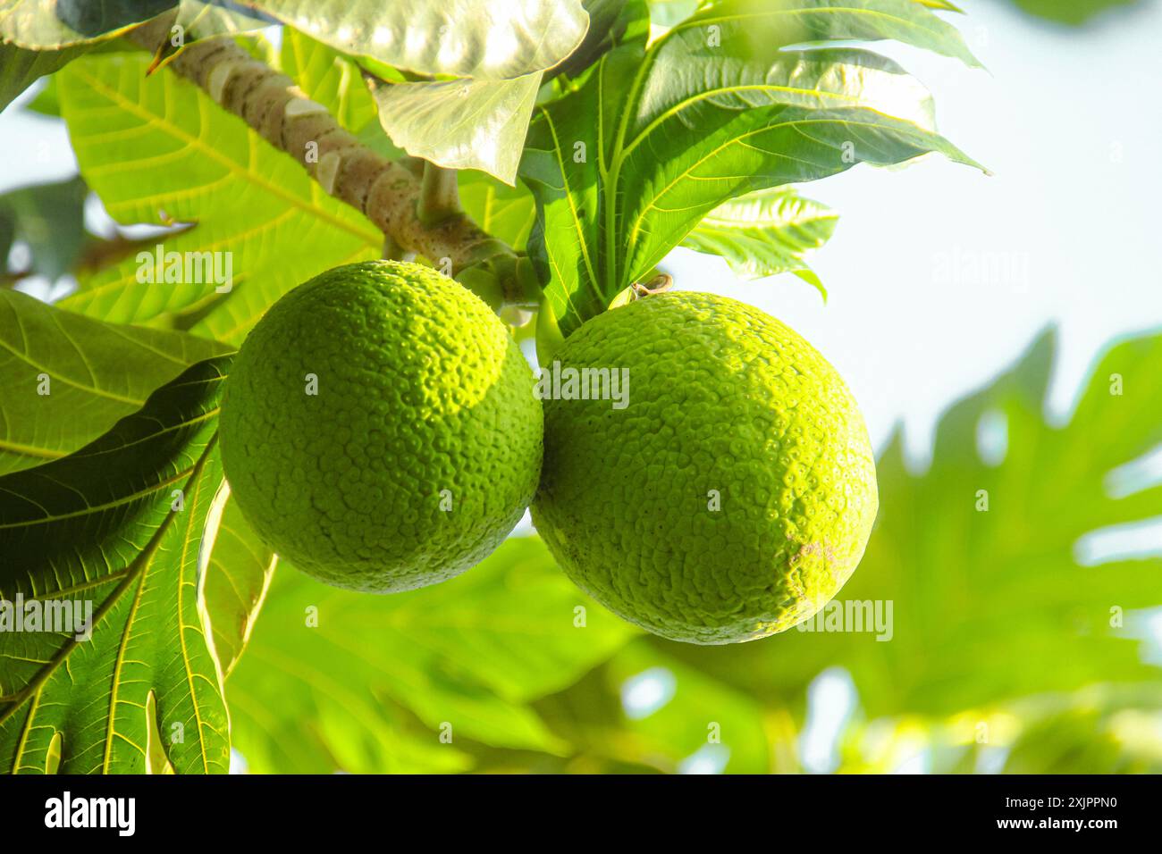Fruit à pain vert encore sur l'arbre Banque D'Images